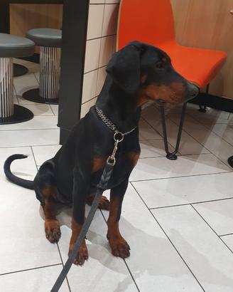 Dobermann cucciola