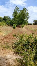 Terreno Palombara Sabina