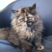 Cucciola gatto persiano