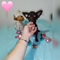 Chihuahua Toy cuccioli pelo lungo chocolate