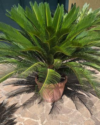 cicas cycas