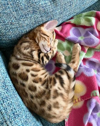 Bengala cuccioli prenotazioni durante l'anno