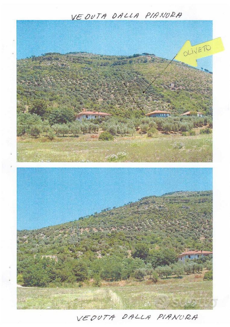 Terreno olivato con unità collabente di 146 mq - Altro