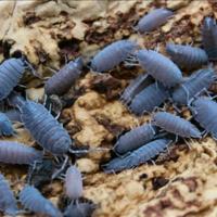 Porcellionides pruinosus blu powder