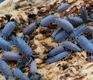 Porcellionides pruinosus blu powder