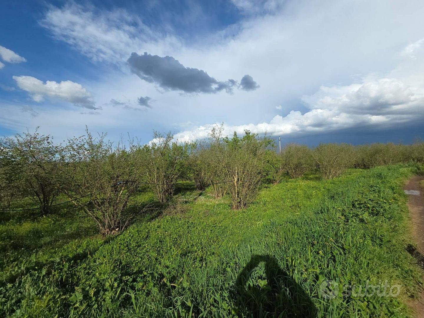 Terreno Agricolo - Gallese - Vista 5