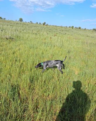 Cucciolone bracco tedesco