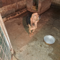 Cane caccia cinghiale