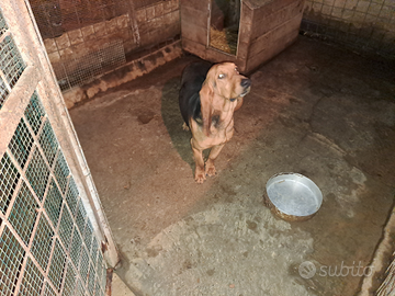 Cane caccia cinghiale