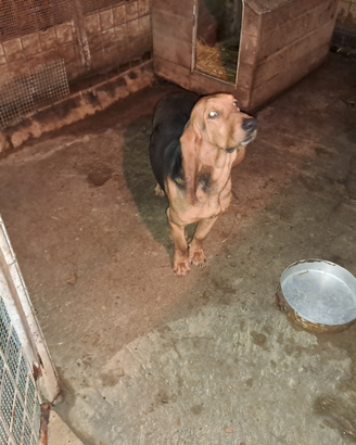 Cane caccia cinghiale