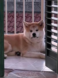 Akita inu 7 mesi