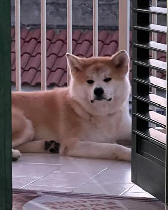 Akita inu 7 mesi