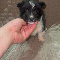 Cucciolo di maltipoo taglia piccola