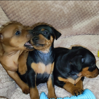 Cuccioli di zwergpinscher