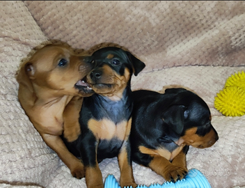 Cuccioli di zwergpinscher