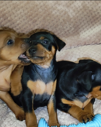 Cuccioli di zwergpinscher