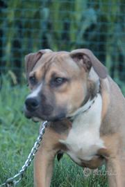 American pitbull terrier