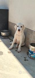 Femmina incrocio con labrador
