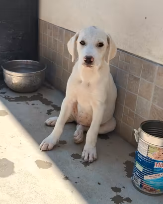 Femmina incrocio con labrador
