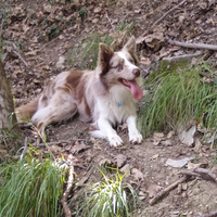 Border Collie red merle per monta