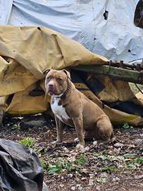 Pitbull di 3 anni