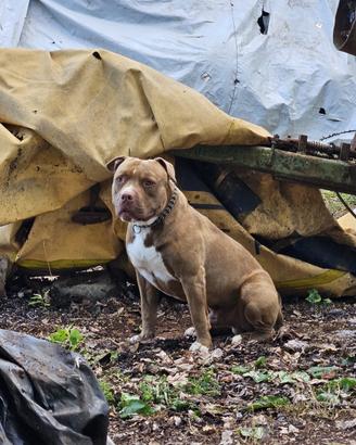 Pitbull di 3 anni