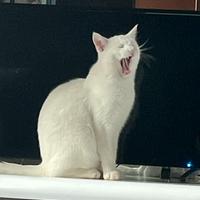 Cuccioli di mamma main Coon