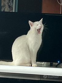 Cuccioli di mamma main Coon