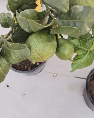 pianta limone carrubaro 