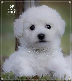 Cuccioli di barboncino bianco toy