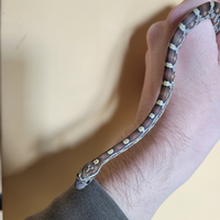 Baby serpente del grano caramel (P. guttatus)