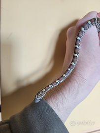 Baby serpente del grano caramel (P. guttatus)