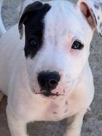 Amstaff