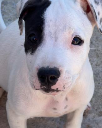 Amstaff