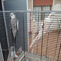 Coppia calopsitecon tutta la gabbia