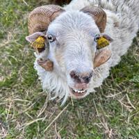 Montone di pecora Nana D'Ouessant
