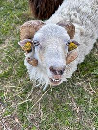 Montone di pecora Nana D'Ouessant