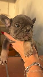 bulldog francese