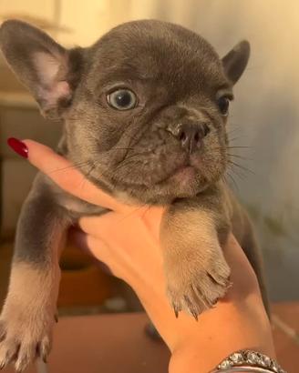 bulldog francese
