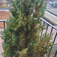 Pianta di Pino Ellwoodii Green