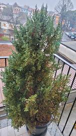 Pianta di Pino Ellwoodii Green