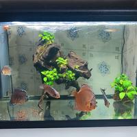 acquario aqpet 60 L 