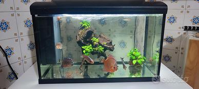 acquario aqpet 60 L 