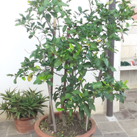 Piante di limoni