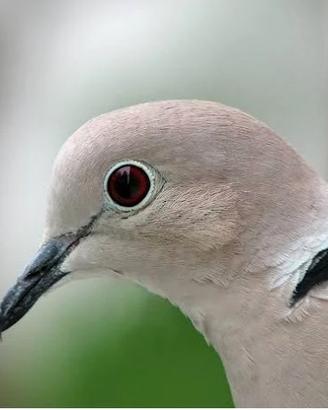 Tortora dal collare