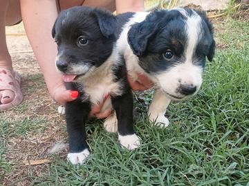Cani meticcio femmina