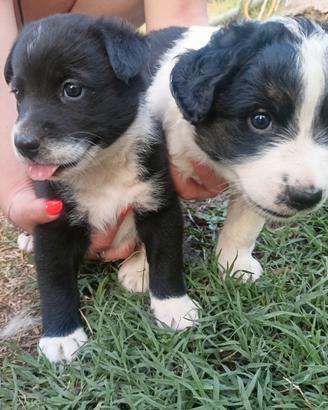 Cani meticcio femmina