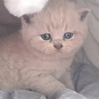 Gattini british shorthair
