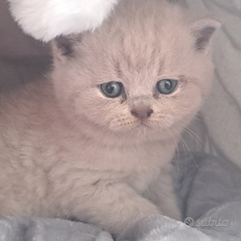Gattini british shorthair