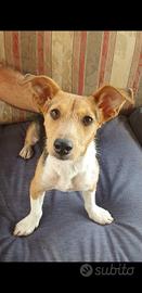 Jack rusell non originali